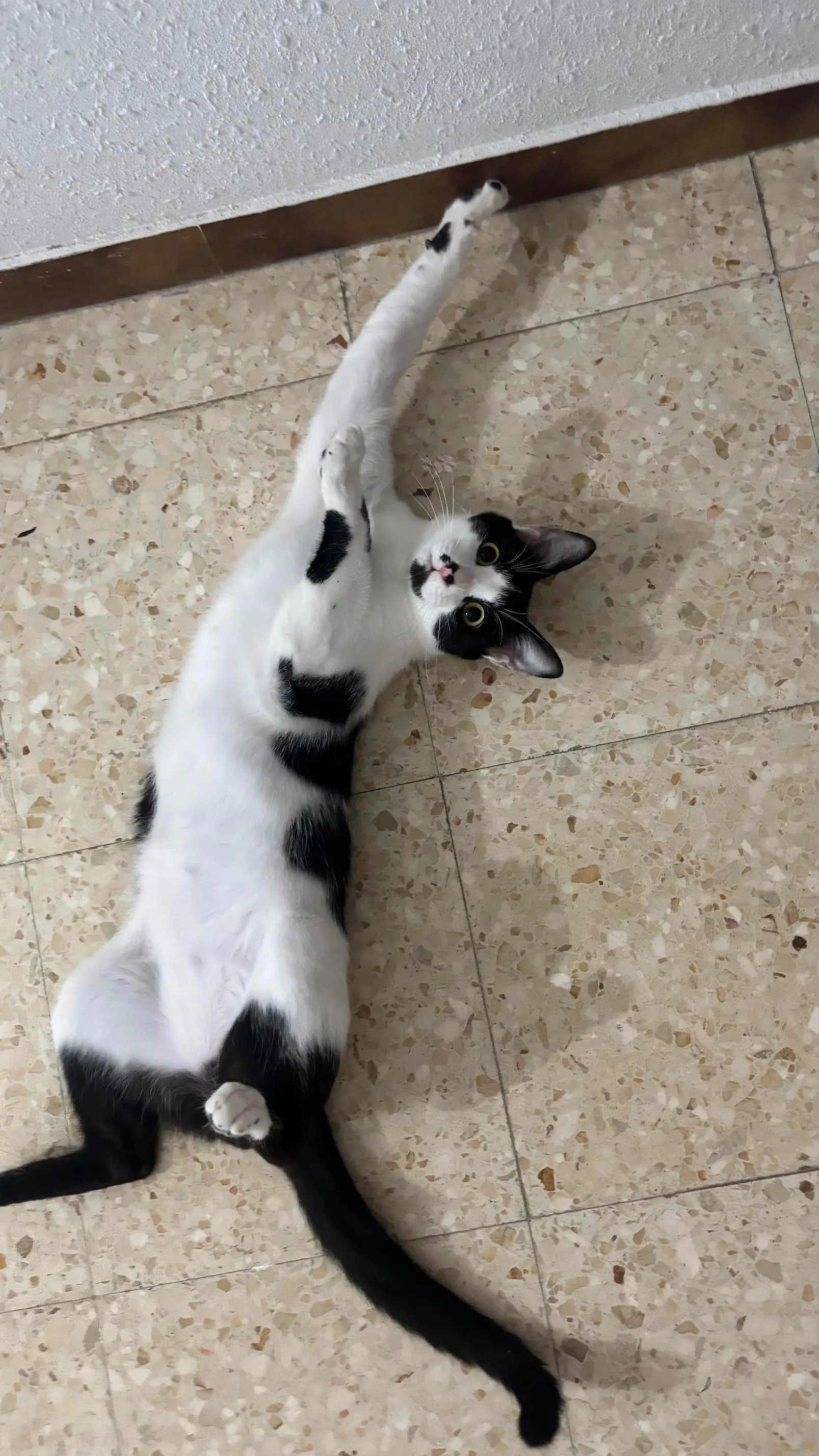 Cat portrait 2